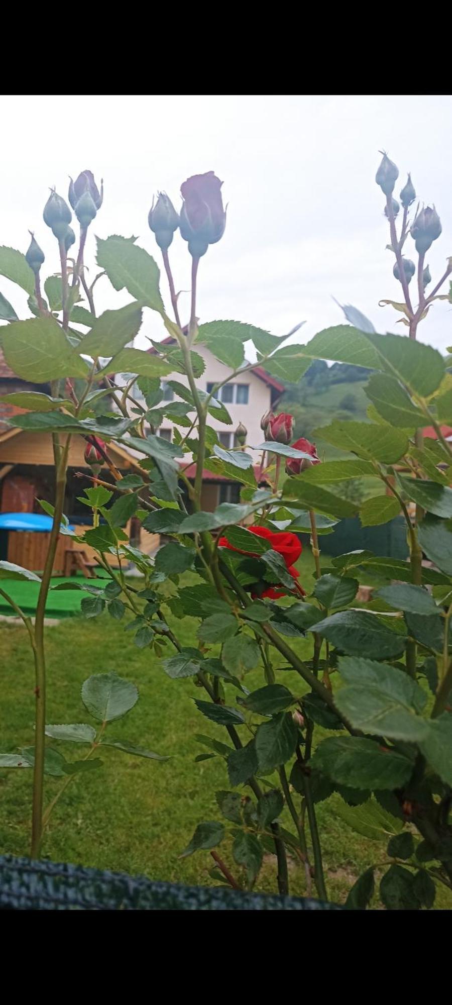 Popasul Drumetului Transfagarasan Hotel Curtea De Arges Bagian luar foto